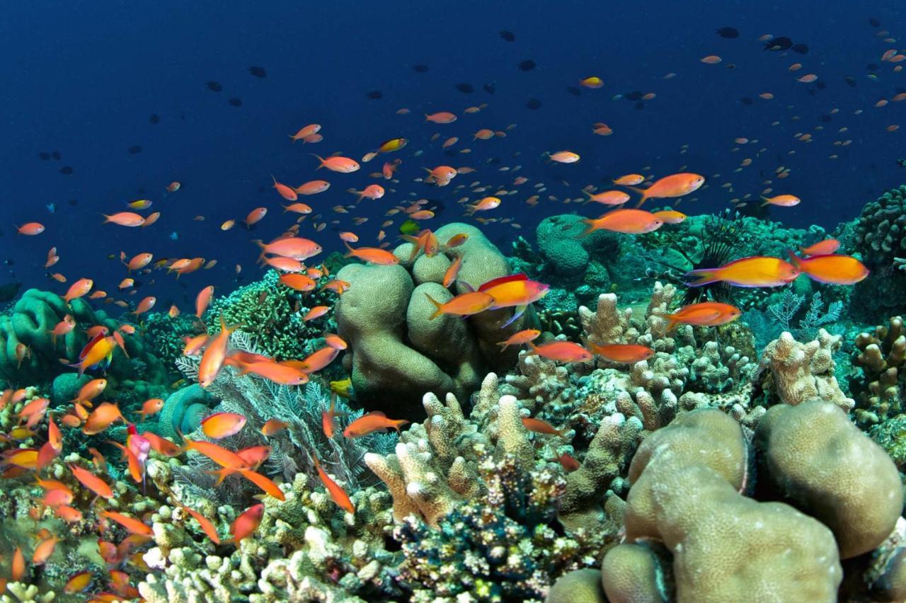 Murex Dive Resort Manado Extérieur photo