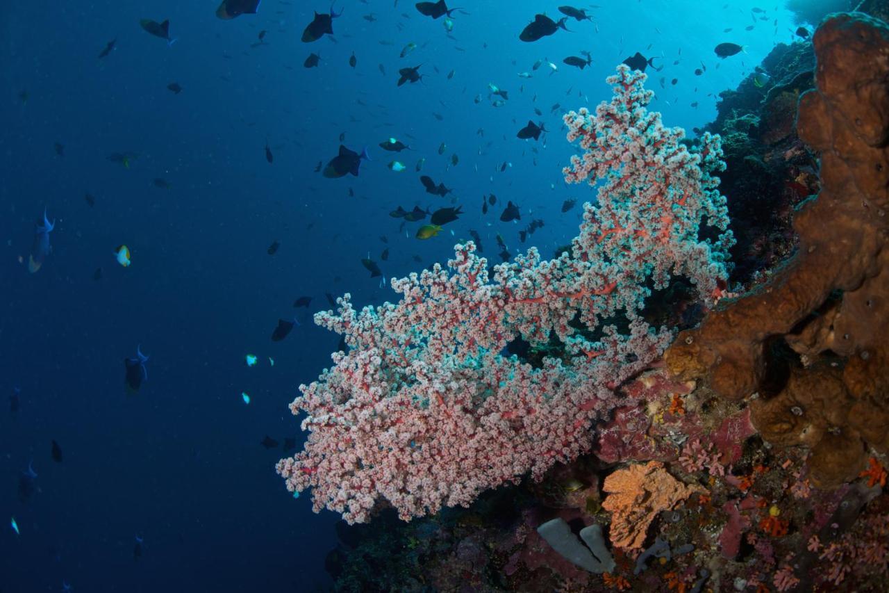 Murex Dive Resort Manado Extérieur photo