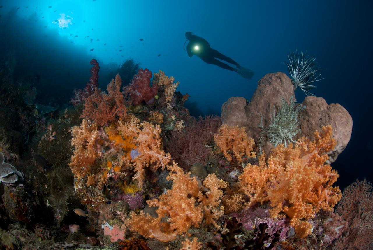 Murex Dive Resort Manado Extérieur photo