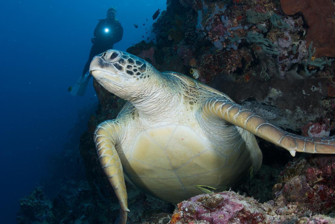 Murex Dive Resort Manado Extérieur photo